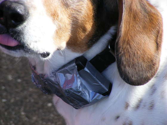 Deaf dog vibration collar deals