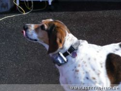 Deaf dog's vibrating collar